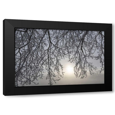 Canada, Ottawa Frosty limbs and fog-shrouded sun Black Modern Wood Framed Art Print by Young, Bill