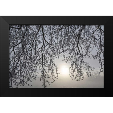 Canada, Ottawa Frosty limbs and fog-shrouded sun Black Modern Wood Framed Art Print by Young, Bill