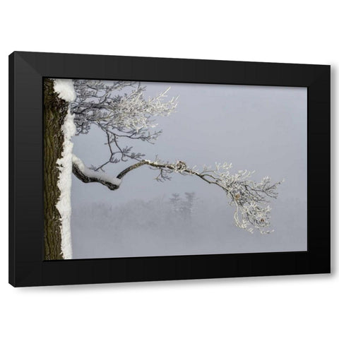 Canada, Ottawa, Frosty branches in fog Black Modern Wood Framed Art Print with Double Matting by Young, Bill