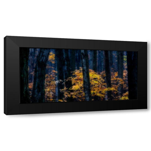 Canada, Ontario Autumn abstract of forest Black Modern Wood Framed Art Print with Double Matting by Young, Bill