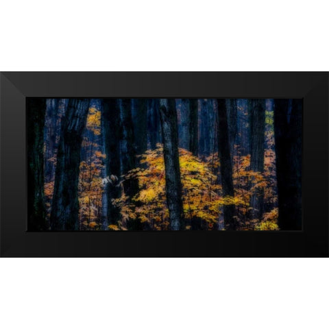 Canada, Ontario Autumn abstract of forest Black Modern Wood Framed Art Print by Young, Bill