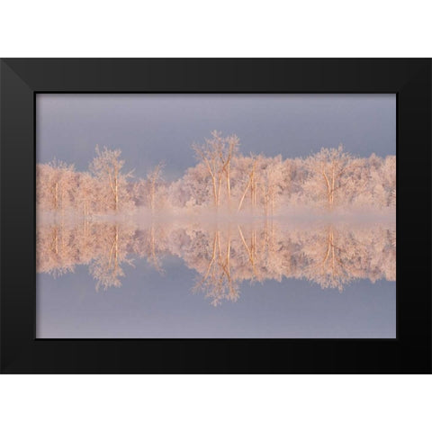 Canada, Ottawa Frosted trees by Shirleys Bay Black Modern Wood Framed Art Print by Young, Bill