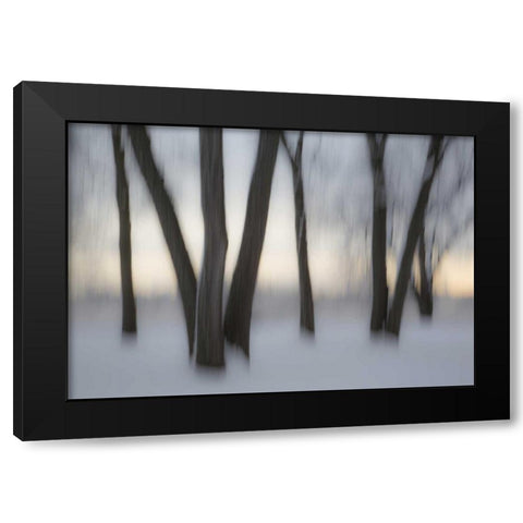 Canada, Ottawa, Ottawa River Abstract of trees Black Modern Wood Framed Art Print by Young, Bill