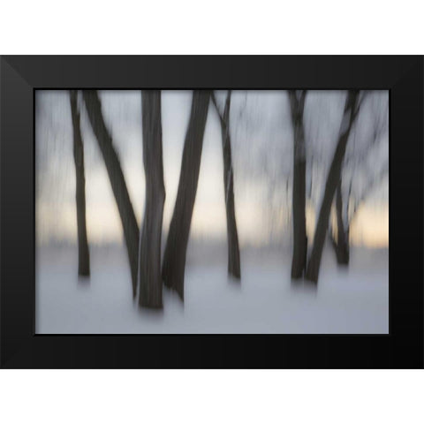 Canada, Ottawa, Ottawa River Abstract of trees Black Modern Wood Framed Art Print by Young, Bill