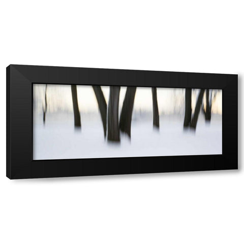 Canada, Ottawa, Ottawa River Abstract of trees Black Modern Wood Framed Art Print by Young, Bill
