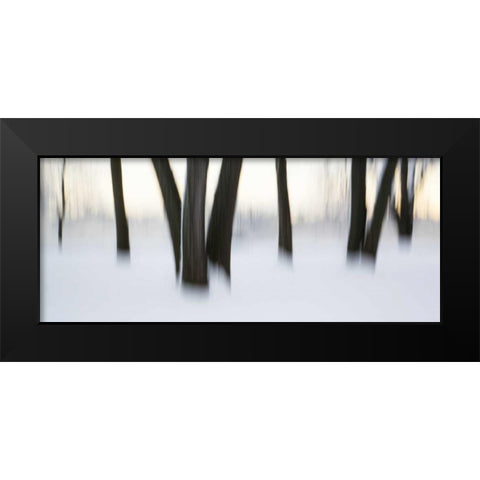 Canada, Ottawa, Ottawa River Abstract of trees Black Modern Wood Framed Art Print by Young, Bill