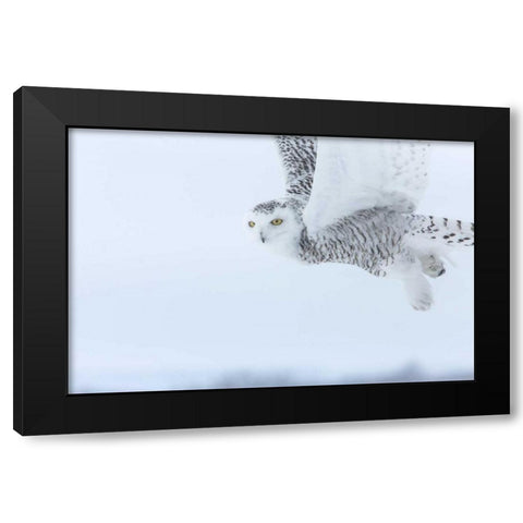 Canada, Ontario, Barrie Snowy owl in flight Black Modern Wood Framed Art Print with Double Matting by Zuckerman, Jim