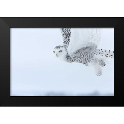 Canada, Ontario, Barrie Snowy owl in flight Black Modern Wood Framed Art Print by Zuckerman, Jim