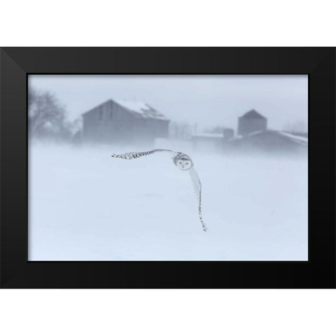 Canada, Ontario, Barrie Snowy owl in flight Black Modern Wood Framed Art Print by Zuckerman, Jim