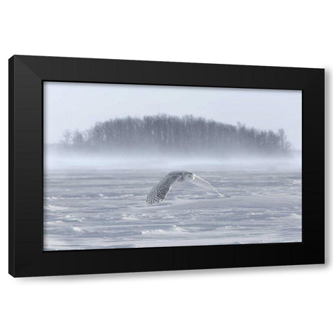 Canada, Ontario, Barrie Snowy owl in flight Black Modern Wood Framed Art Print by Zuckerman, Jim