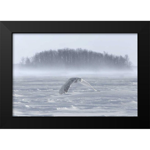 Canada, Ontario, Barrie Snowy owl in flight Black Modern Wood Framed Art Print by Zuckerman, Jim