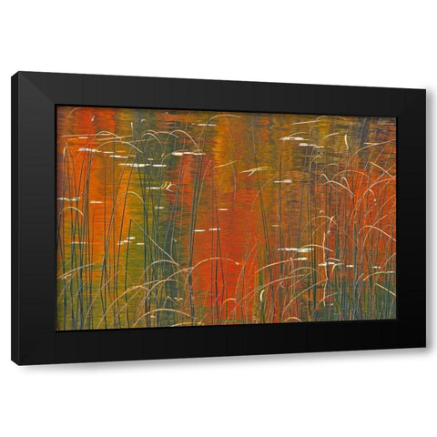 Canada-Ontario Reeds on Bunny Lake Black Modern Wood Framed Art Print with Double Matting by Jaynes Gallery