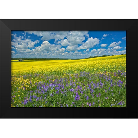 Canada-Ontario-New Liskeard Canola crop and wild vetch flowers in bloom Black Modern Wood Framed Art Print by Jaynes Gallery