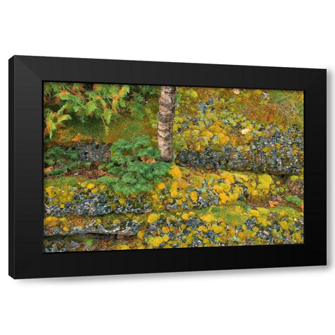 Canada-Ontario-Bruce Peninsula National Park Birch tree and moss on limestone rock Black Modern Wood Framed Art Print by Jaynes Gallery