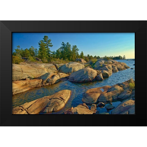 Canada-Ontario-Honey Harbour Trees on Precambrian shield rock Black Modern Wood Framed Art Print by Jaynes Gallery
