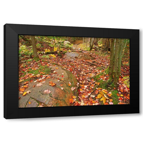 Canada-Ontario-Killarney Provincial Park-Granite Ridge Trail Park Black Modern Wood Framed Art Print by Jaynes Gallery