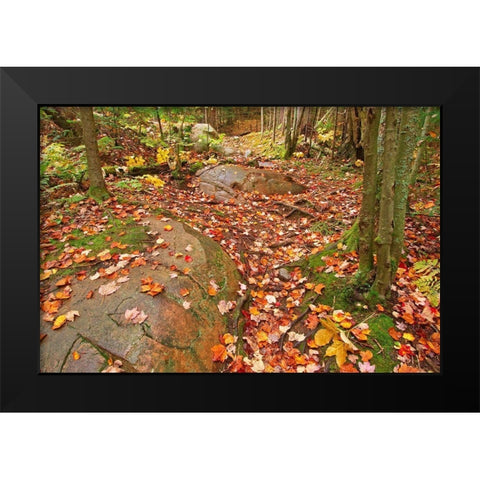 Canada-Ontario-Killarney Provincial Park-Granite Ridge Trail Park Black Modern Wood Framed Art Print by Jaynes Gallery