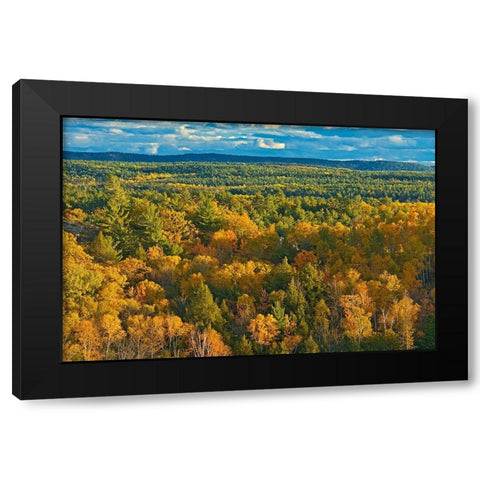 Canada-Ontario-Neebing County Forest in autumn Black Modern Wood Framed Art Print by Jaynes Gallery