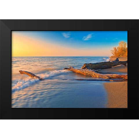 Canada-Ontario-Point Pelee National Park Driftwood on Lake Erie shoreline at sunrise Black Modern Wood Framed Art Print by Jaynes Gallery