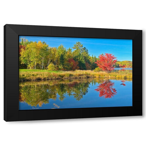 Canada-Ontario-Worthington Red maple tree reflected in St Poithier Lake Black Modern Wood Framed Art Print with Double Matting by Jaynes Gallery