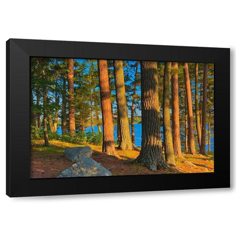 Canada-Ontario Mature white pines and red pines at sunset Black Modern Wood Framed Art Print with Double Matting by Jaynes Gallery