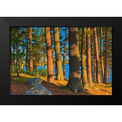 Canada-Ontario Mature white pines and red pines at sunset Black Modern Wood Framed Art Print by Jaynes Gallery