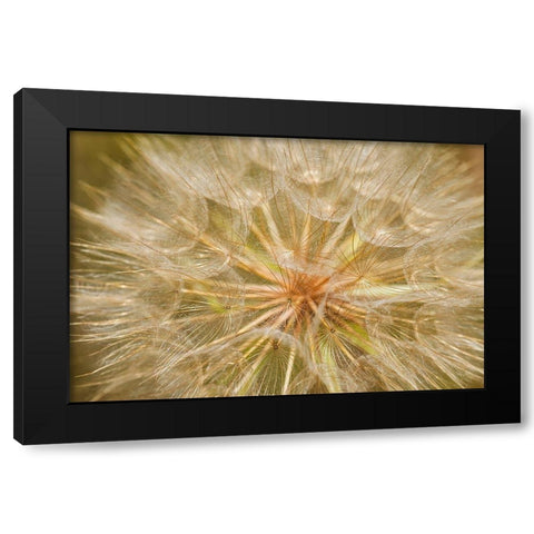 Canada-Ontario-Sioux Narrows Goats-beard flower close-up Black Modern Wood Framed Art Print by Jaynes Gallery
