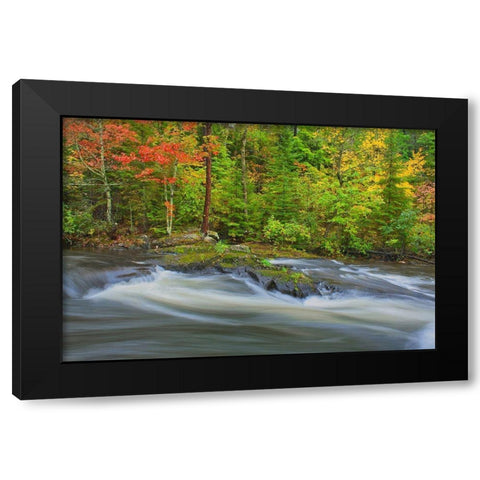 Canada-Ontario Berry Creek landscape Black Modern Wood Framed Art Print by Jaynes Gallery