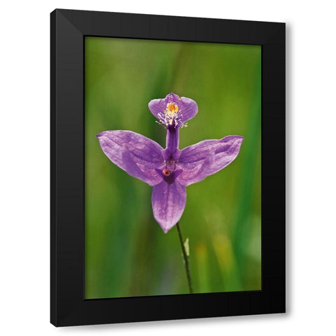 Canada-Ontario-Bruce Peninsula National Park Grass pink orchid close-up Black Modern Wood Framed Art Print by Jaynes Gallery