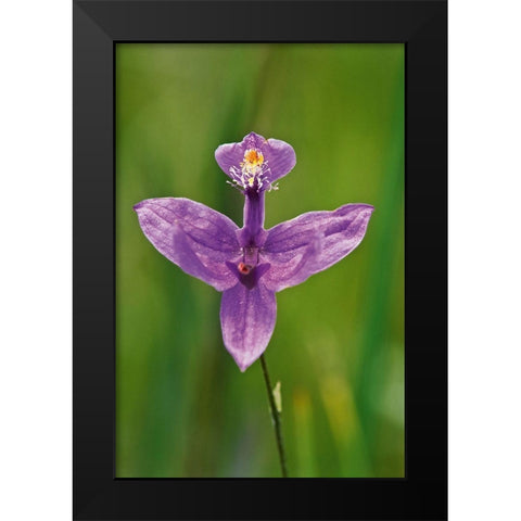 Canada-Ontario-Bruce Peninsula National Park Grass pink orchid close-up Black Modern Wood Framed Art Print by Jaynes Gallery