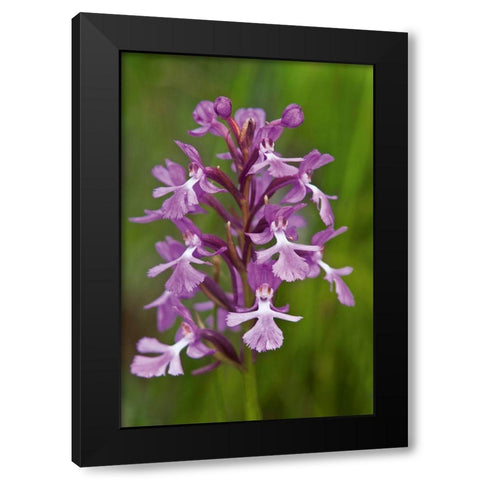 Canada-Ontario-Bruce Peninsula National Park Small purple fringed orchids close-up Black Modern Wood Framed Art Print with Double Matting by Jaynes Gallery