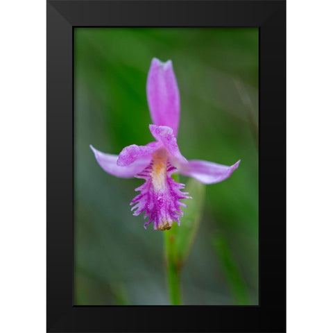 Canada-Ontario-Bruce Peninsula National Park Dragons mouth orchid close-up Black Modern Wood Framed Art Print by Jaynes Gallery