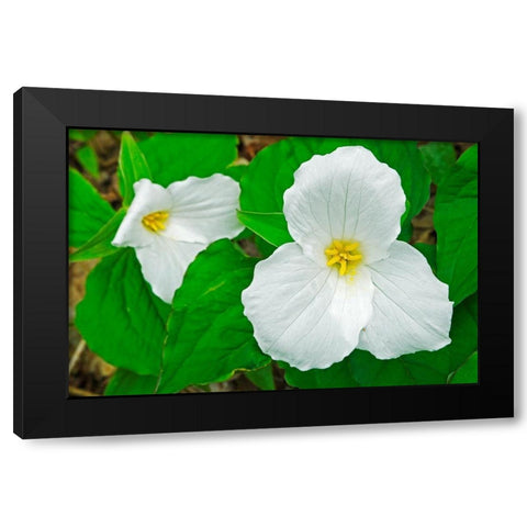 Canada-Ontario-Horseshoe Lake Large-flowered trillium Black Modern Wood Framed Art Print by Jaynes Gallery