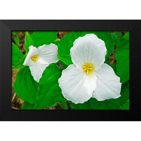 Canada-Ontario-Horseshoe Lake Large-flowered trillium Black Modern Wood Framed Art Print by Jaynes Gallery