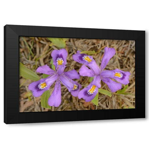 Canada-Ontario-Tobermory Dwarf lake iris flower close-up Black Modern Wood Framed Art Print by Jaynes Gallery