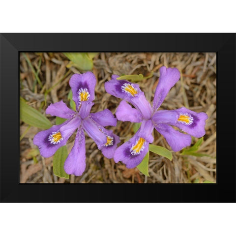 Canada-Ontario-Tobermory Dwarf lake iris flower close-up Black Modern Wood Framed Art Print by Jaynes Gallery