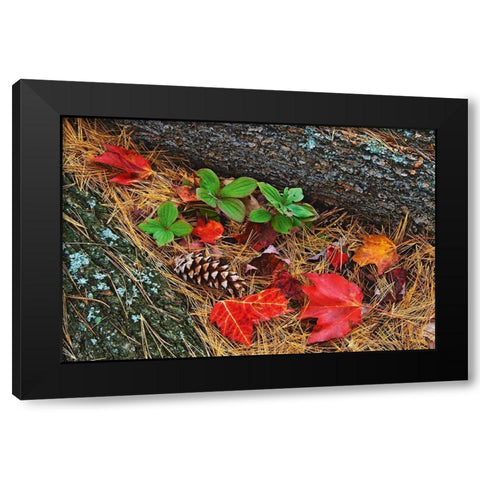 Canada-Ontario-Tyson Lake Vegetation and log on forest floor Black Modern Wood Framed Art Print by Jaynes Gallery