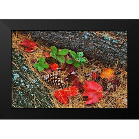 Canada-Ontario-Tyson Lake Vegetation and log on forest floor Black Modern Wood Framed Art Print by Jaynes Gallery