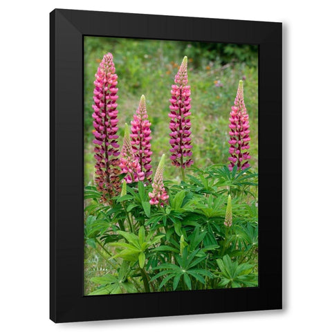 Canada-Ontario-Killarney District Lupines blossoms close-up Black Modern Wood Framed Art Print by Jaynes Gallery