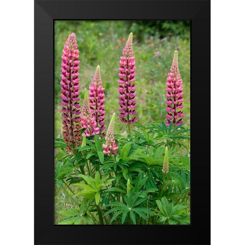 Canada-Ontario-Killarney District Lupines blossoms close-up Black Modern Wood Framed Art Print by Jaynes Gallery