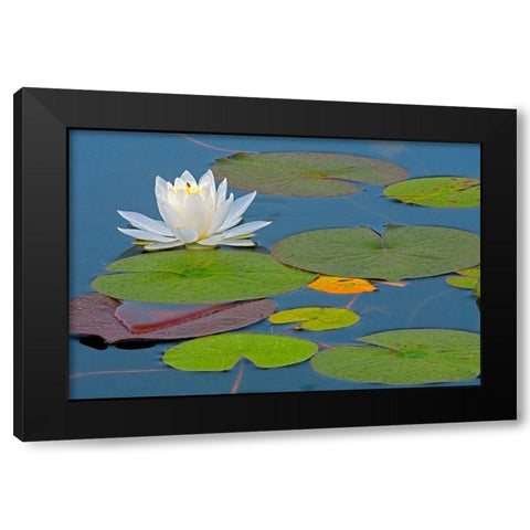 Canada-Ontario-Killarney Provincial Park American white water lily flower and pads Black Modern Wood Framed Art Print with Double Matting by Jaynes Gallery