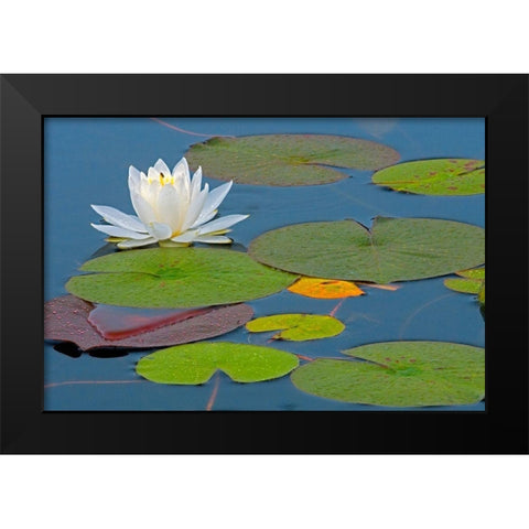 Canada-Ontario-Killarney Provincial Park American white water lily flower and pads Black Modern Wood Framed Art Print by Jaynes Gallery