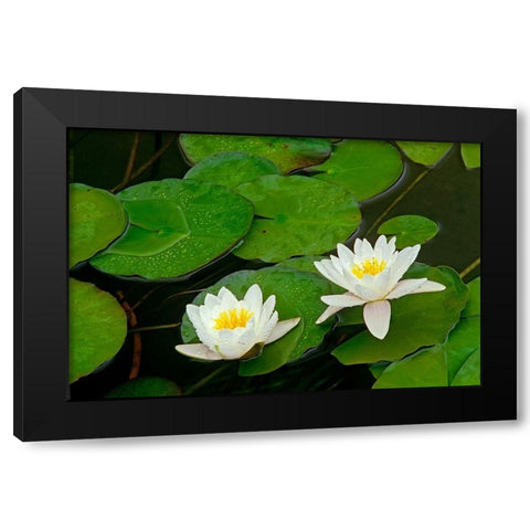 Canada-Ontario-Whitefish American white water lily flower and pads Black Modern Wood Framed Art Print by Jaynes Gallery