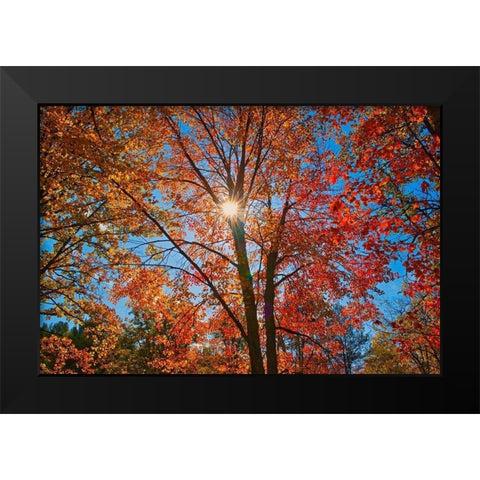 Canada-Ontario-Chutes Provincial Park Sunburst on autumn tree foliage Black Modern Wood Framed Art Print by Jaynes Gallery