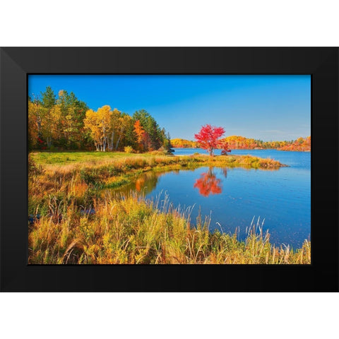 Canada-Ontario-Worthington Red maple tree reflects in St Poithier Lake Black Modern Wood Framed Art Print by Jaynes Gallery