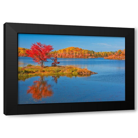 Canada-Ontario-Worthington Red maple tree reflects in St Poithier Lake Black Modern Wood Framed Art Print with Double Matting by Jaynes Gallery