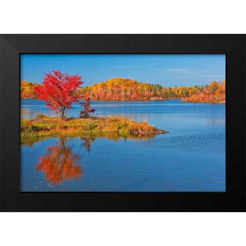 Canada-Ontario-Worthington Red maple tree reflects in St Poithier Lake Black Modern Wood Framed Art Print by Jaynes Gallery