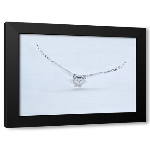 Canada- Ontario- Barrie. Female snowy owl in flight over snow. Black Modern Wood Framed Art Print by Jaynes Gallery