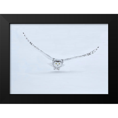 Canada- Ontario- Barrie. Female snowy owl in flight over snow. Black Modern Wood Framed Art Print by Jaynes Gallery
