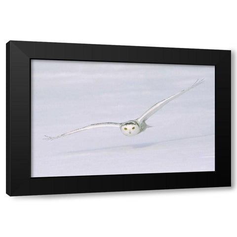 Canada, Quebec Snowy owl flies low over snow Black Modern Wood Framed Art Print with Double Matting by Delisle, Gilles